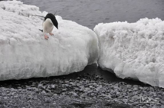 Pinguim adelie demonstra habilidade ao saltar de bloco de gelo na praia de Brown Bluff, na Antártida